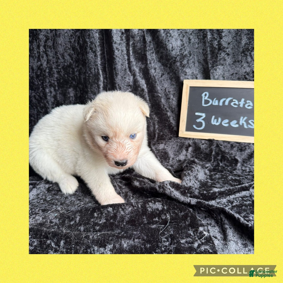 Siberian Husky dogs for sale: Burrata - Image 1