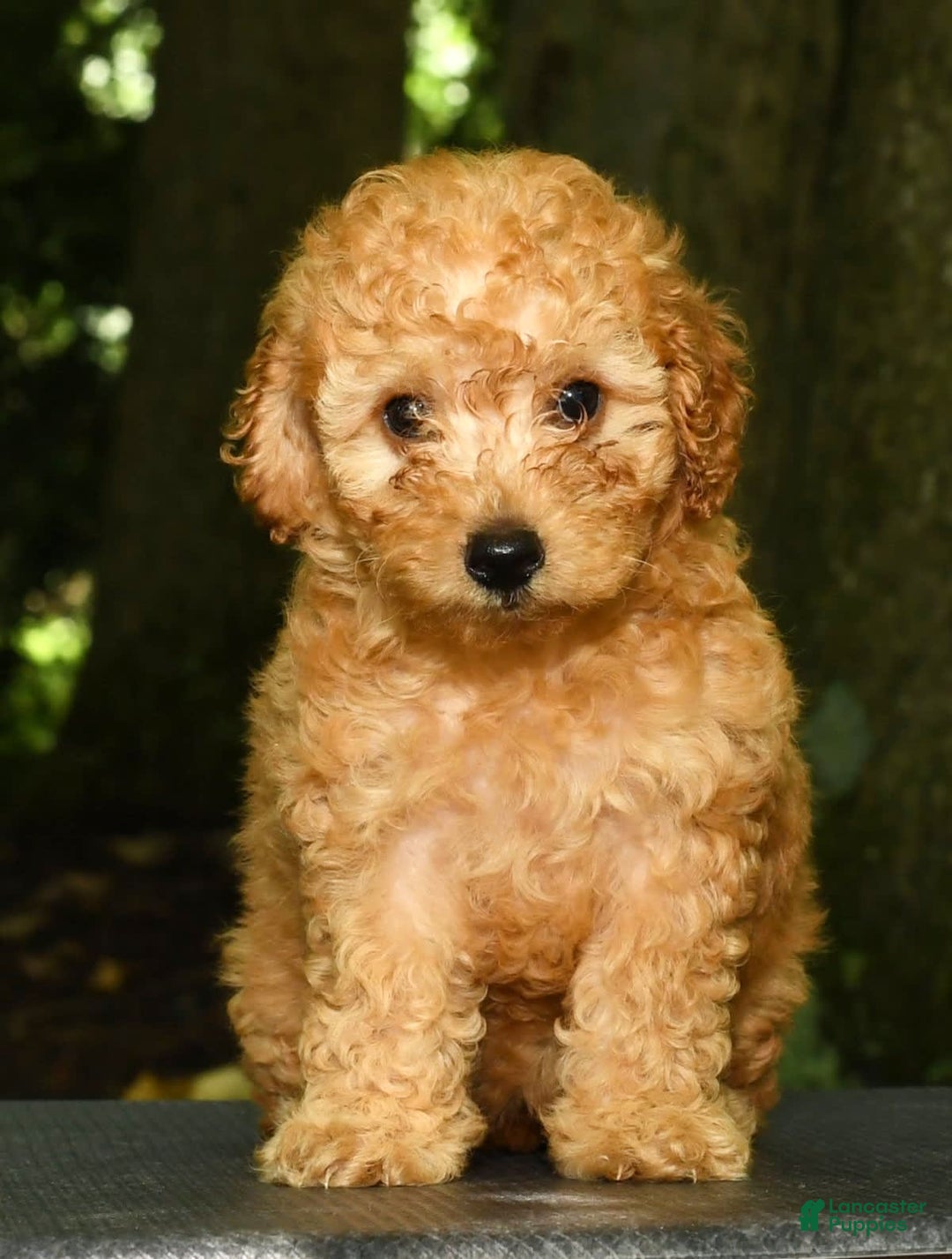 Mini Goldendoodle dogs for sale: Lexie - Image 7
