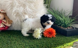 Toy Poodle dogs for sale: Jimmy - Image 3
