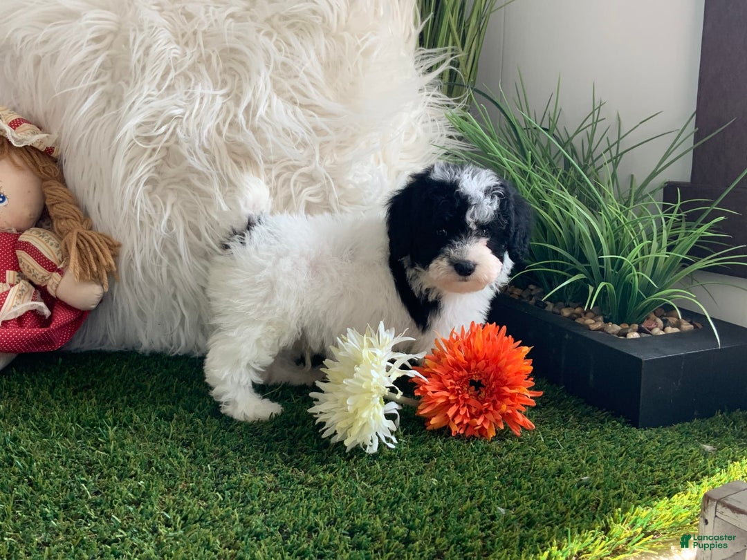 Toy Poodle dogs for sale: Jimmy - Image 3