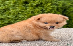 Pomeranian dogs for sale: Oliver - Image 2
