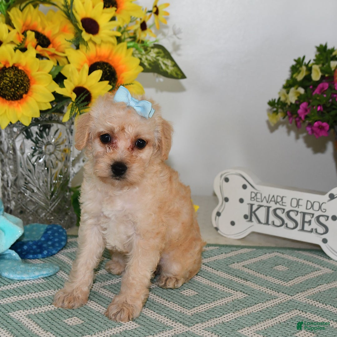Schnoodle dogs for sale: Stacy - Image 7