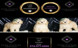 Miniature Poodle dogs for sale: Cecil - Image 6