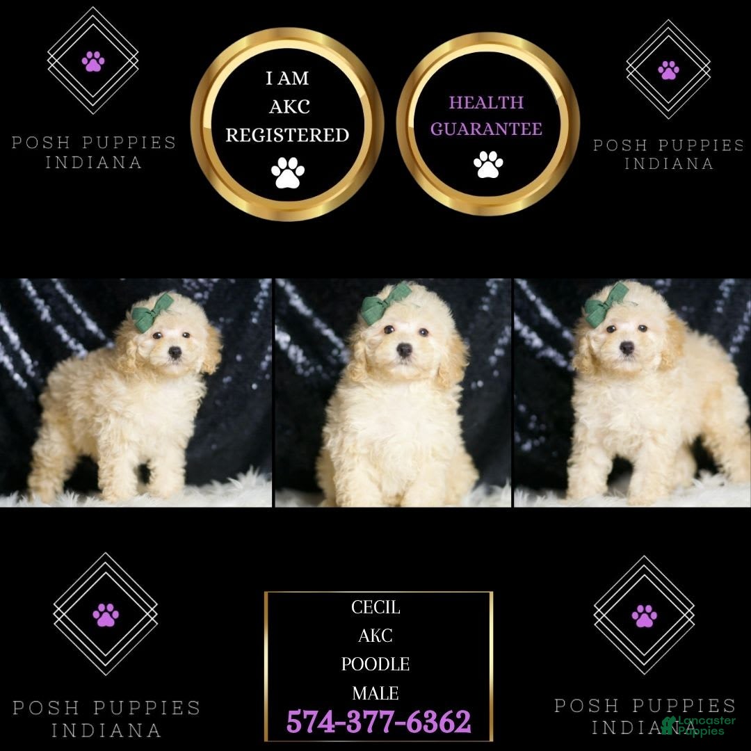 Miniature Poodle dogs for sale: Cecil - Image 6