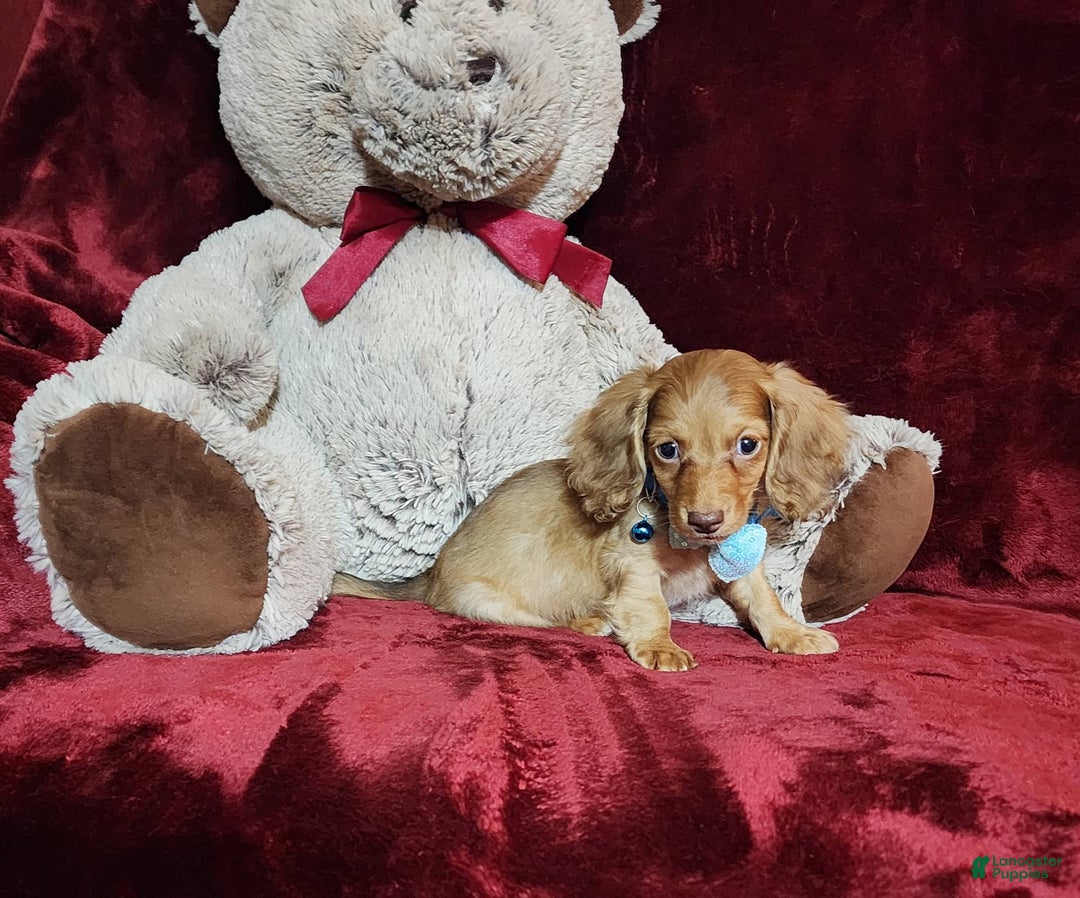 Miniature Dachshund dogs for sale: Tango - Image 1