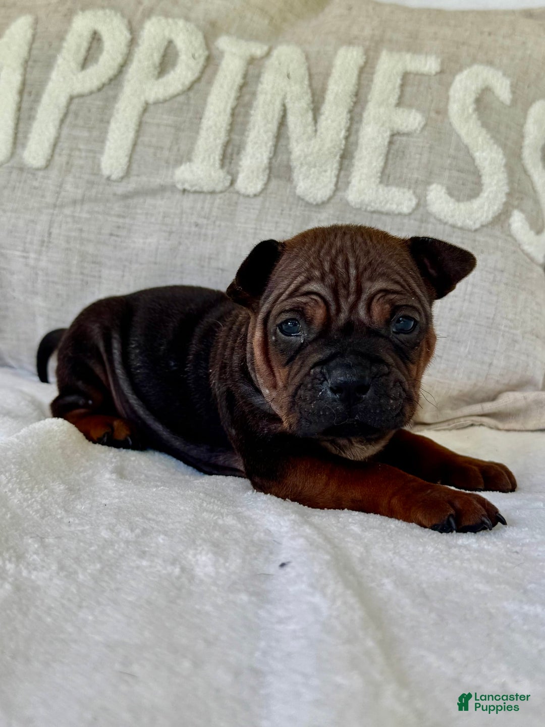 American Bulldog dogs for sale: Chongqin - Listing for pets: China, Chongqin - Image 8