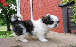 Shih Tzu dogs for sale: Mocha - Image 3
