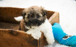 Havanese dogs for sale: Nutmeg - Image 9
