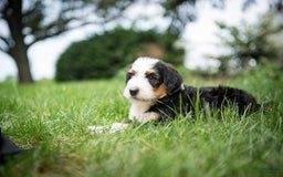 Bernedoodle dogs for sale: Bessie - Image 2