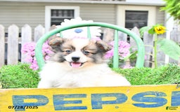 Pomeranian dogs for sale: Felix - Image 5