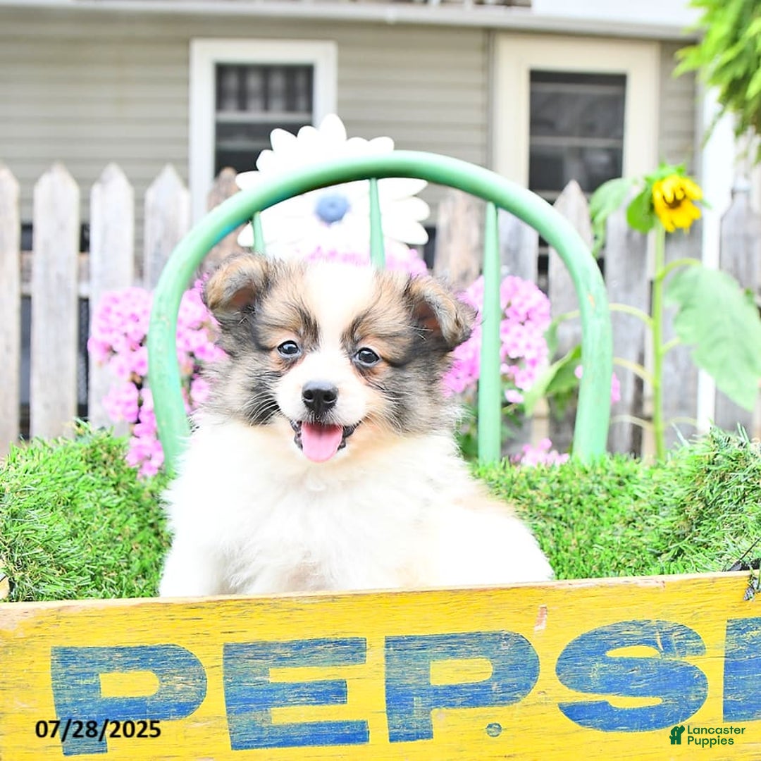Pomeranian dogs for sale: Felix - Image 5