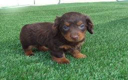 Miniature Dachshund dogs for sale: Coco - Image 5