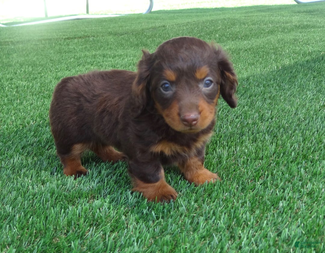 Miniature Dachshund dogs for sale: Coco - Image 5