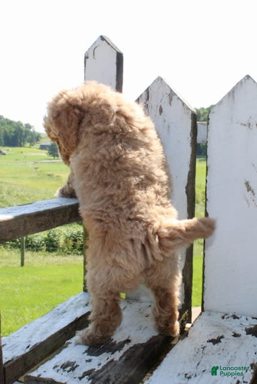 Mini Goldendoodle dogs for sale: Gwen - Image 4