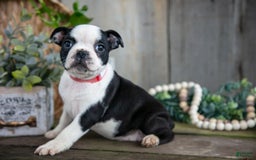 Boston Terrier dogs for sale: Marigold - Image 3