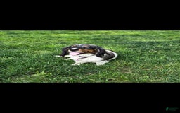 Miniature Dachshund dogs for sale: Casey - Image 5