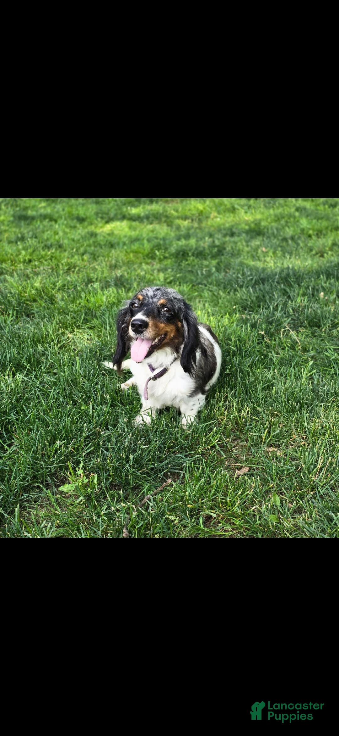 Miniature Dachshund dogs for sale: Casey - Image 5