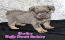 French Bulldog dogs for sale: Marline - Image 1
