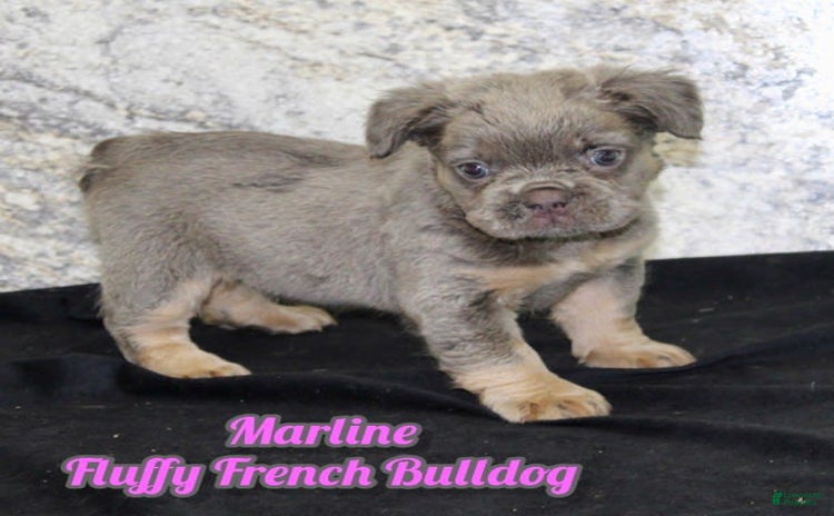 French Bulldog dogs for sale - Ad 1