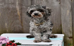 Toy Poodle dogs for sale: Sassy - House Trained - Image 2