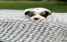 Maltipoo dogs for sale: Maribel - Listing for pets: Avery, Maribel, Isabella, Hudson, Huxley - Image 4