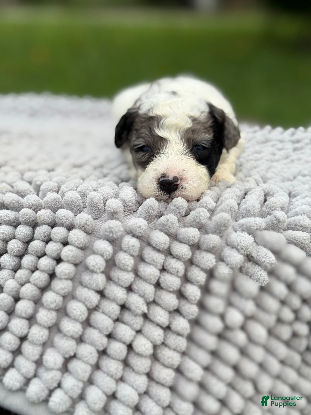 Maltipoo dogs for sale: Maribel - Listing for pets: Avery, Maribel, Isabella, Hudson, Huxley - Image 4