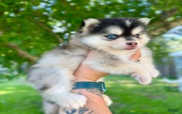 Pomsky dogs for sale: Selene - Image 4
