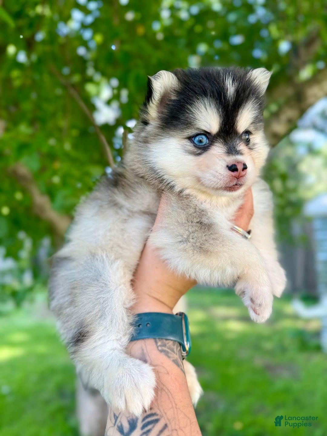 Pomsky dogs for sale: Selene - Image 4