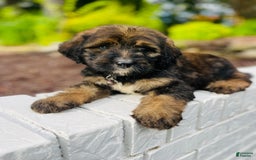 Bernedoodle dogs for sale: 💗 Coconut Bean - Image 7