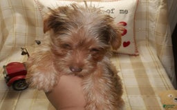 Yorkshire Terrier dogs for sale: Duke - Image 7