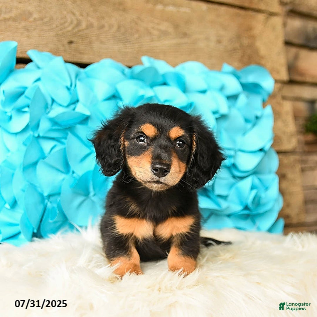 Miniature Dachshund dogs for sale: Midnight - Image 5