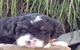 Mini Bernedoodle dogs for sale: Rambo - Image 34