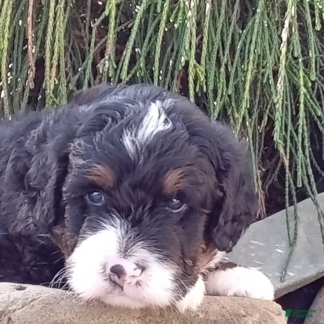 Mini Bernedoodle dogs for sale: Rambo - Image 34