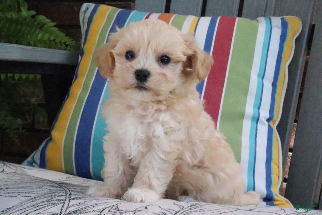 Maltipoo dogs for sale: Patsy - Image 3