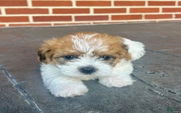 Shorkie dogs for sale: Opie - Image 4