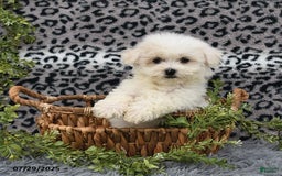 Havanese dogs for sale: Carmen - Image 6