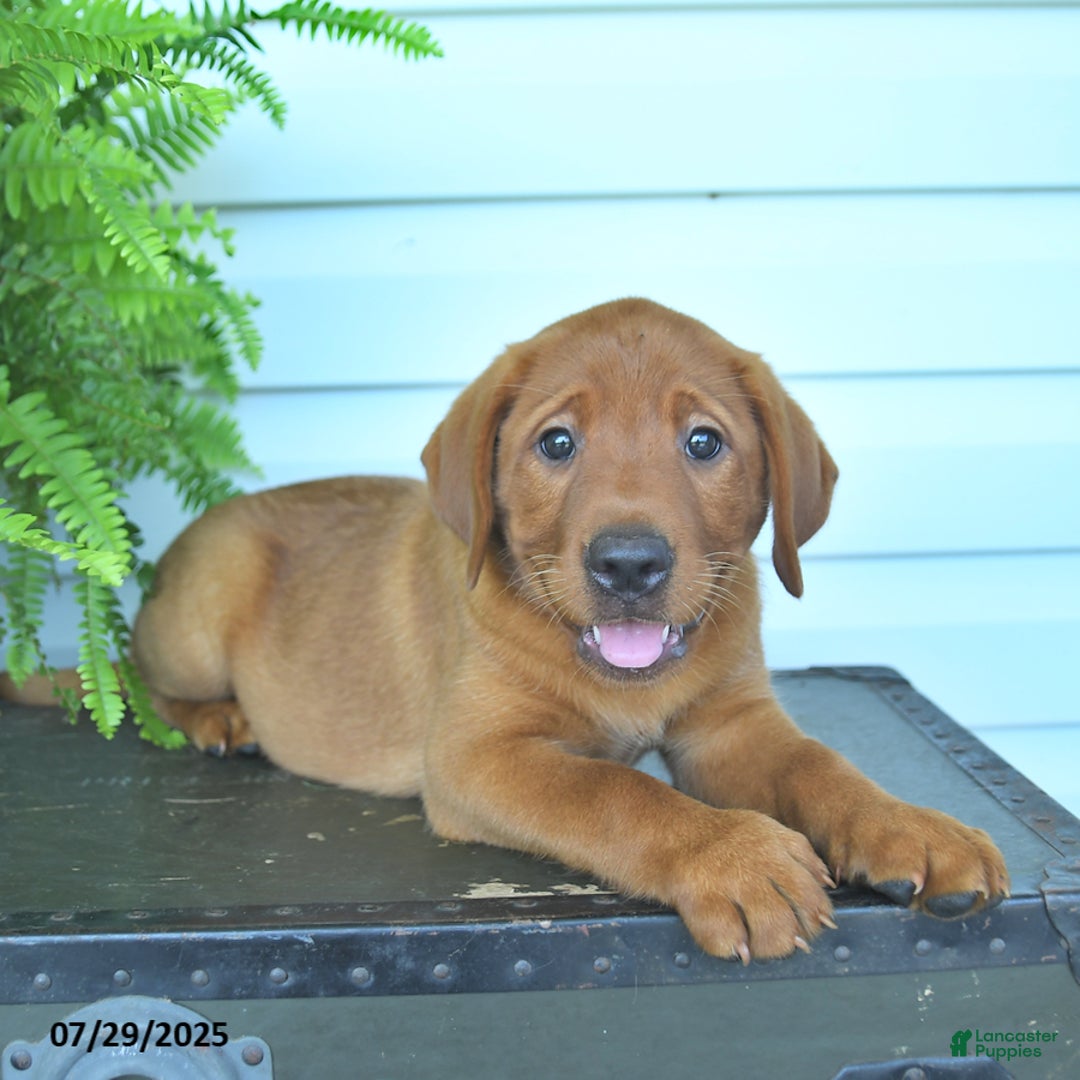 Labrador Retriever dogs for sale: Yosemite - Image 4