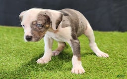 Catahoula Leopard Dog dogs for sale: Diamond 2025 F1 - Image 15
