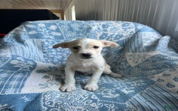 Boston Terrier dogs for sale: Walter - Image 6