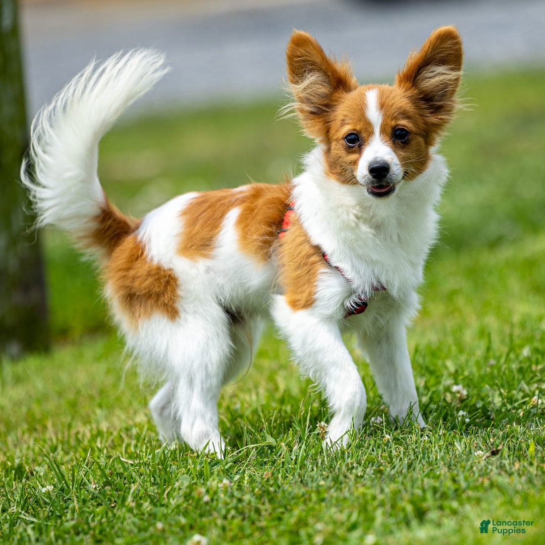 Papillon dogs for sale: Fraser - Image 2