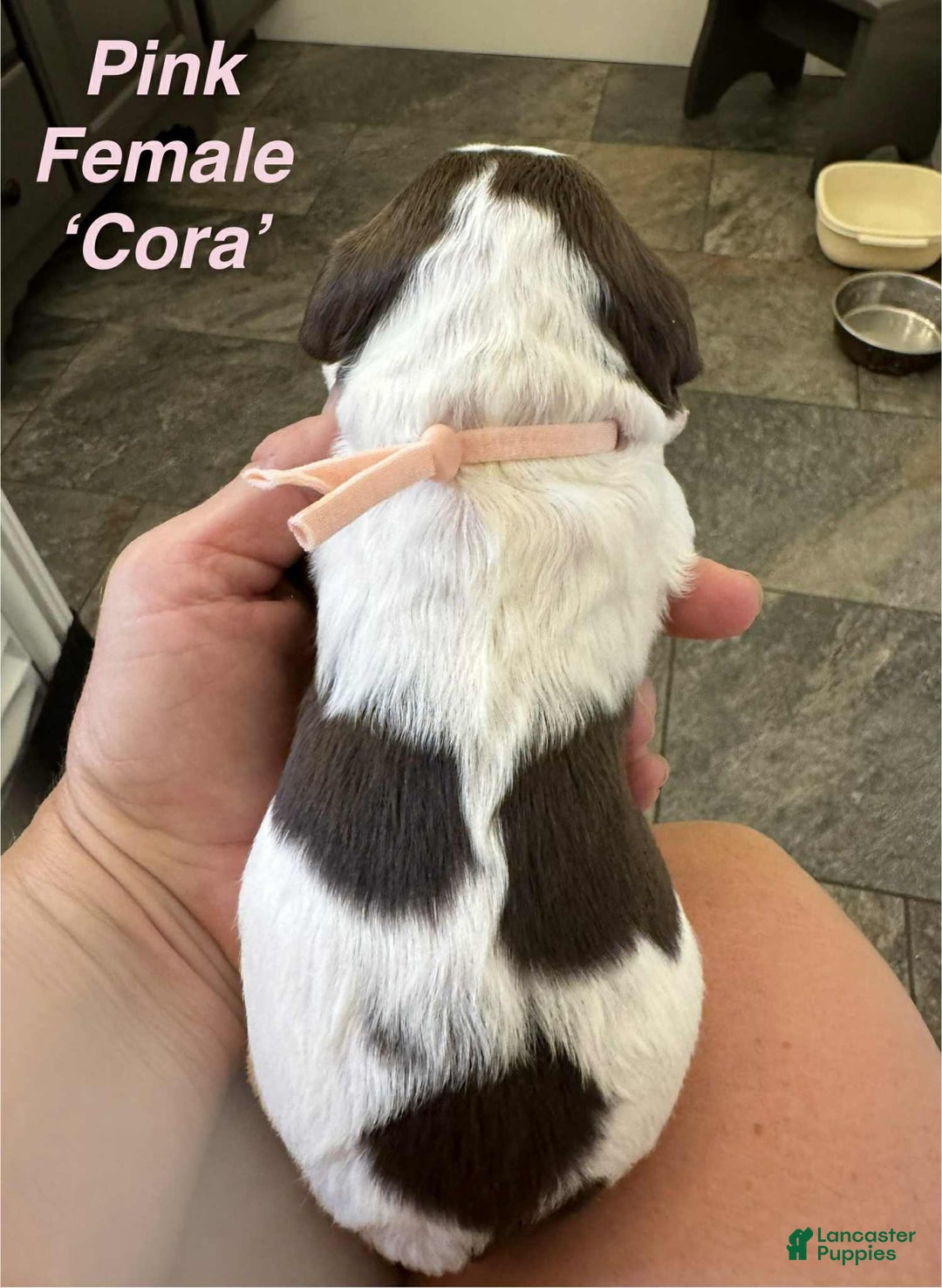 English Springer Spaniel dogs for sale: Cora - Image 4
