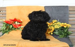 Miniature Poodle dogs for sale: Opal - Image 22