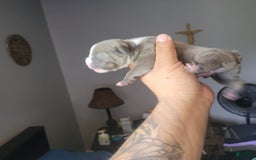 American Bully dogs for sale: Louie - Image 1