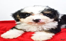Mini Bernedoodle dogs for sale: Walker - Image 6