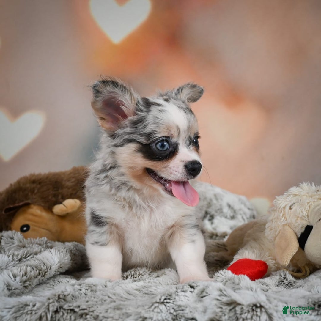 Chihuahua dogs for sale: Winston - Image 9