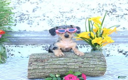 Miniature Dachshund dogs for sale: Trisha - Image 8