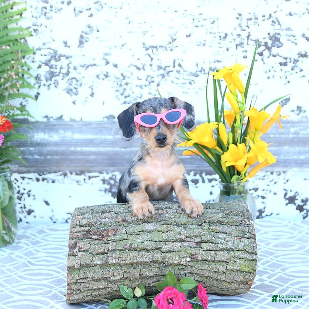 Miniature Dachshund dogs for sale: Trisha - Image 8