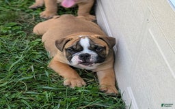 Olde English Bulldogge dogs for sale: Harley - Image 7