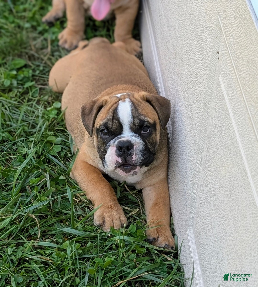 Olde English Bulldogge dogs for sale: Harley - Image 7
