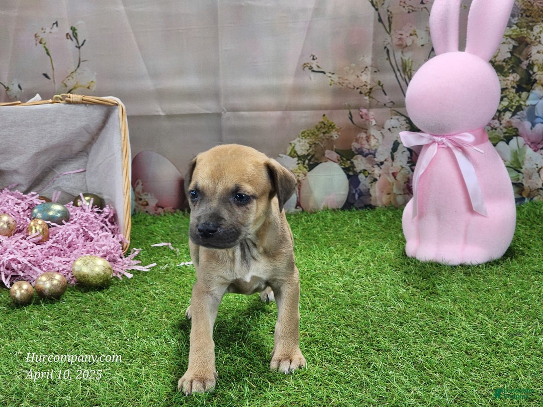 Catahoula Leopard Dog dogs for sale: Goldie 2025 F3 - Image 3